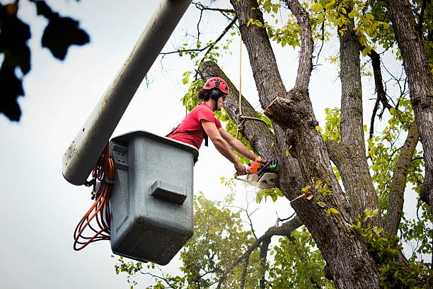 Best Landscape Design and Installation  in Paducah, TX